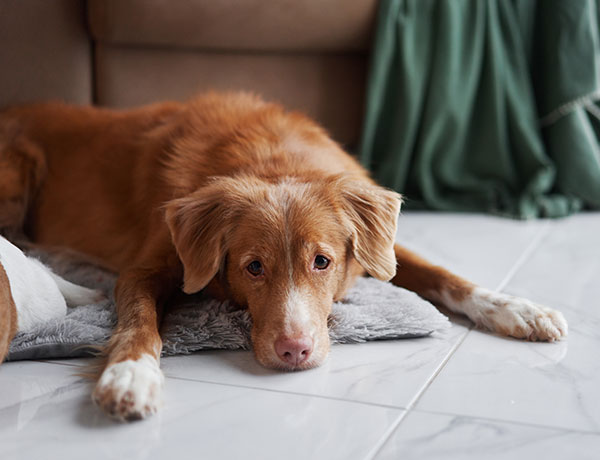 Dog laying on the floor
